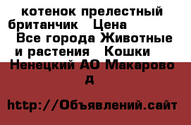 котенок прелестный британчик › Цена ­ 12 000 - Все города Животные и растения » Кошки   . Ненецкий АО,Макарово д.